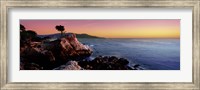 Framed Silhouette of Lone Cypress Tree at a coast, 17-Mile Drive, Carmel, Monterey County, California, USA