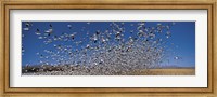 Framed Flock of Snow geese flying, Bosque Del Apache National Wildlife Reserve, New Mexico
