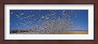 Framed Flock of Snow geese flying, Bosque Del Apache National Wildlife Reserve, New Mexico