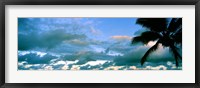 Framed Palm tree on the beach, Hawaii, USA