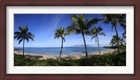 Framed Palm trees on the beach, Maui, Hawaii, USA