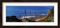 Framed Flowers and plants on the beach, Alvor Beach, Algarve, Portugal