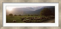 Framed Flock of sheep grazing in a field, Feneos, Corinthia, Peloponnese, Greece