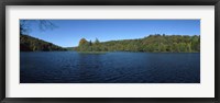 Framed Trees in a forest at the lakeside, Plitvice Lake, Plitvice Lakes National Park, Croatia