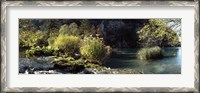 Framed Trees and plants at the lakeside, Plitvice Lake, Plitvice Lakes National Park, Croatia