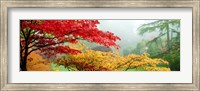 Framed Red & Yellow Trees in Butchart Gardens, Vancouver Island, British Columbia, Canada