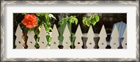 Framed White picket fence and red hibiscus flower along Whitehead Street, Key West, Monroe County, Florida, USA