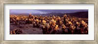 Framed Cholla Cactus in a desert, California, USA