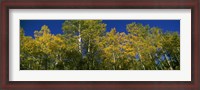 Framed Low angle view of trees, Colorado, USA