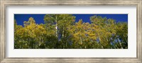 Framed Low angle view of trees, Colorado, USA