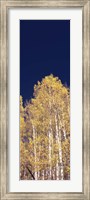 Framed Low angle view of Aspen trees, Colorado, USA