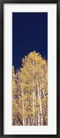 Framed Low angle view of Aspen trees, Colorado, USA