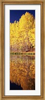 Framed Reflection of Aspen trees in a lake, Telluride, San Miguel County, Colorado, USA
