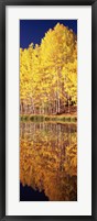 Framed Reflection of Aspen trees in a lake, Telluride, San Miguel County, Colorado, USA