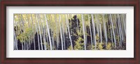 Framed Aspen trees in a forest, Aspen, Pitkin County, Colorado, USA