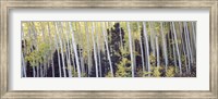 Framed Aspen trees in a forest, Aspen, Pitkin County, Colorado, USA