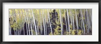 Framed Aspen trees in a forest, Aspen, Pitkin County, Colorado, USA