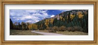 Framed Road passing through a forest, Jackson Guard Station, Ridgway, Colorado, USA