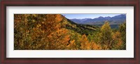 Framed Forest, Silverton, San Juan County, Colorado, USA