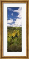 Framed Trees on a hill, Last Dollar Road, State Highway 62, Colorado, USA