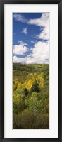 Framed Trees on a hill, Last Dollar Road, State Highway 62, Colorado, USA