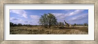 Framed Female giraffe with its calf on the bush savannah, Kruger National Park, South Africa