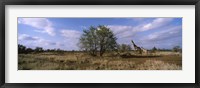 Framed Female giraffe with its calf on the bush savannah, Kruger National Park, South Africa