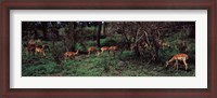Framed Herd of impalas (Aepyceros Melampus) grazing in a forest, Kruger National Park, South Africa