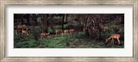 Framed Herd of impalas (Aepyceros Melampus) grazing in a forest, Kruger National Park, South Africa