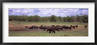 Framed Herd of Cape buffaloes (Syncerus caffer) use a mud hole to cool off in mid-day sun, Kruger National Park, South Africa