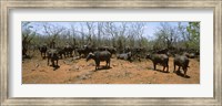 Framed Herd of Cape buffaloes wait out in the minimal shade of thorn trees, Kruger National Park, South Africa