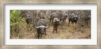 Framed Herd of Cape buffaloes, Kruger National Park, South Africa