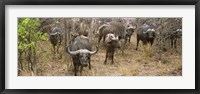 Framed Herd of Cape buffaloes, Kruger National Park, South Africa