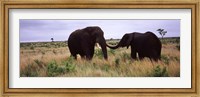 Framed Two African elephants (Loxodonta Africana) socialize on the savannah plains, Kruger National Park, South Africa
