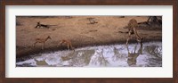 Framed Impalas (Aepyceros Melampus) and a giraffe at a waterhole, Mkuze Game Reserve, Kwazulu-Natal, South Africa