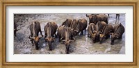 Framed Herd of Blue wildebeests (Connochaetes taurinus) at a waterhole, Mkuze Game Reserve, Kwazulu-Natal, South Africa