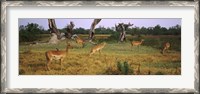 Framed Herd of impalas (Aepyceros Melampus) grazing in a field, Moremi Wildlife Reserve, Botswana