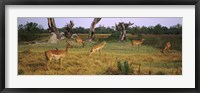 Framed Herd of impalas (Aepyceros Melampus) grazing in a field, Moremi Wildlife Reserve, Botswana