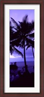 Framed Palm trees on the coast, Colombia (purple)