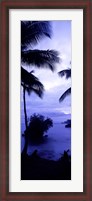 Framed Palm trees on the coast, Colombia (purple and blue)