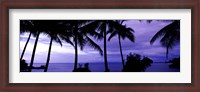 Framed Palm trees on the coast, Colombia (purple horizontal)