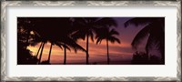 Framed Palm trees on the coast, Colombia (pink sky)