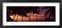 Framed Palm trees on the coast, Colombia (pink sky)