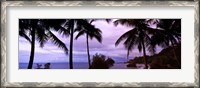 Framed Palm trees on the coast, Colombia (purple sky with clouds)