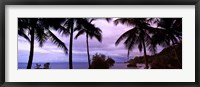 Framed Palm trees on the coast, Colombia (purple sky with clouds)