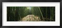 Framed Bamboo Forest, Hana Coast, Maui, Hawaii