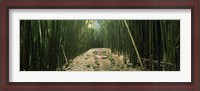 Framed Bamboo Forest, Hana Coast, Maui, Hawaii