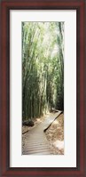 Framed Trail in a bamboo forest, Hana Coast, Maui, Hawaii, USA
