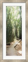 Framed Trail in a bamboo forest, Hana Coast, Maui, Hawaii, USA