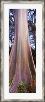 Framed Rainbow eucalyptus (Eucalyptus deglupta) tree, Hana Highway, Maui, Hawaii, USA